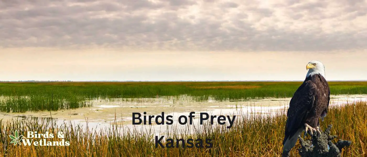 Birds of Prey in Kansas
