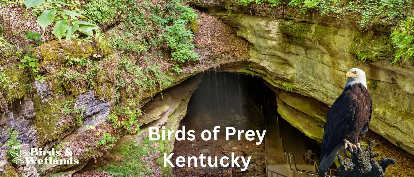 Birds of Prey in Kentucky