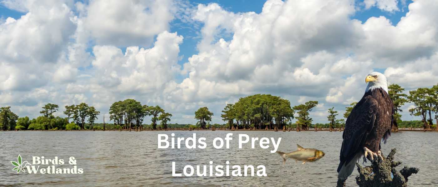 Birds of Prey in Louisiana