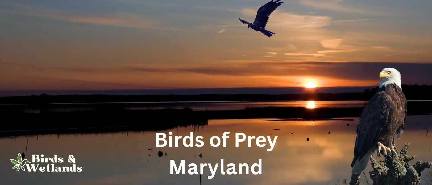 Birds of Prey in Maryland