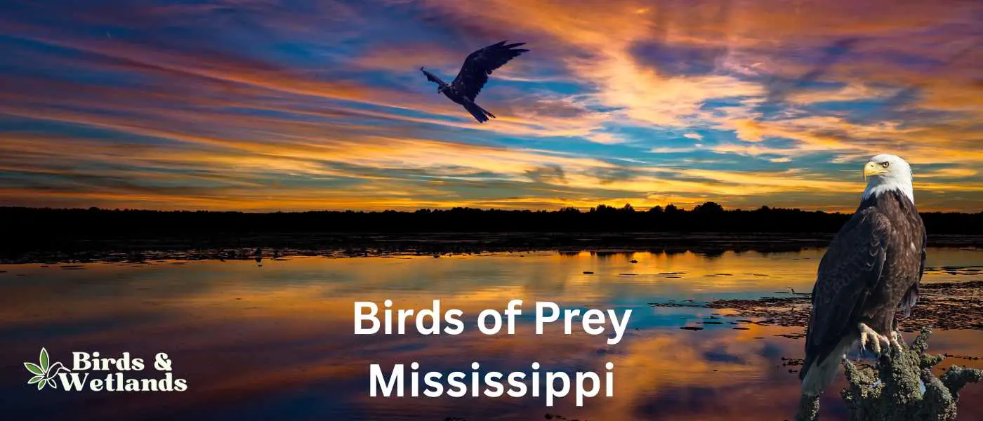 Birds of Prey in Mississippi