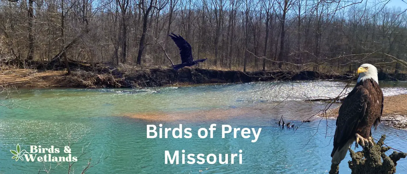 Birds of Prey in Missouri