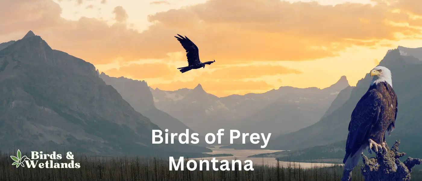Birds of Prey in Montana