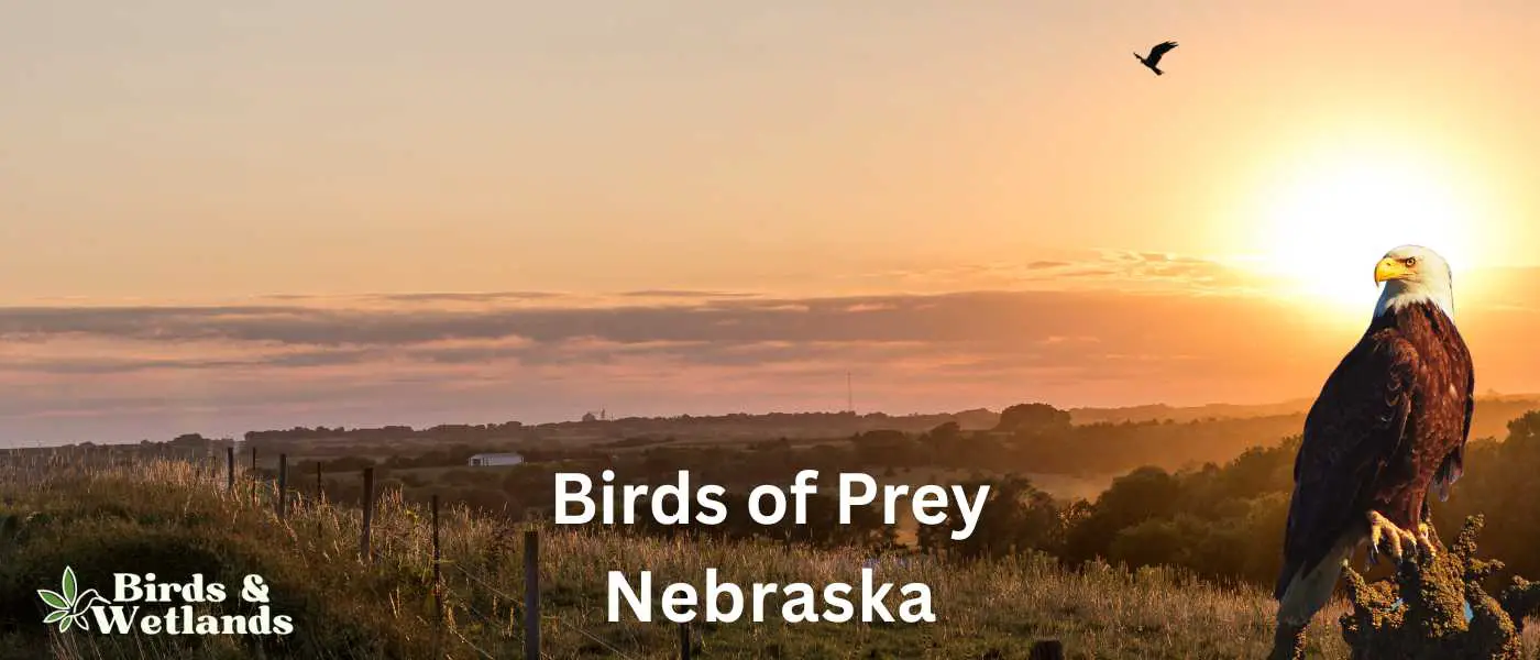 Birds of Prey in Nebraska BW