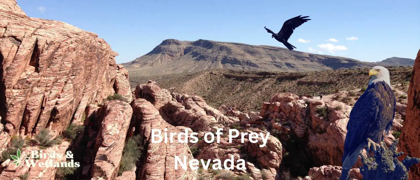 Birds of Prey in Nevada BW