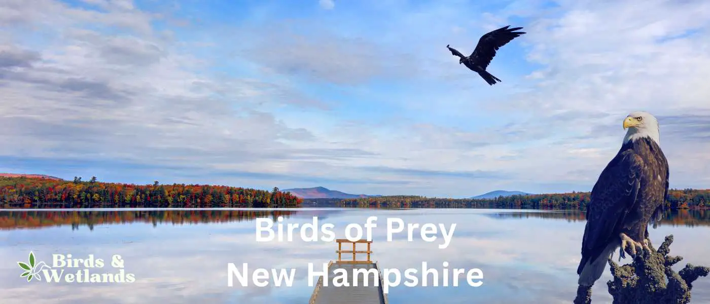 Lake Umbagog Birds of Prey in New Hampshire BW