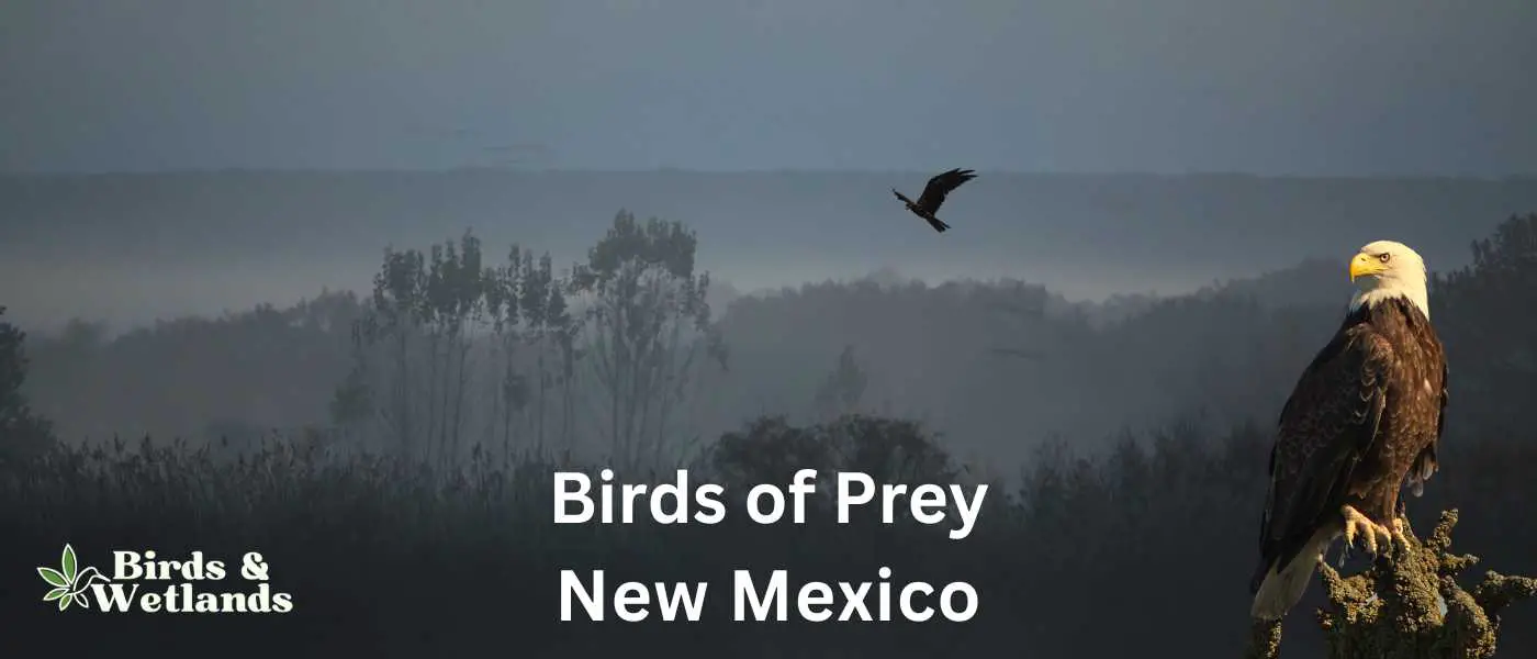 Birds of Prey in New Mexico