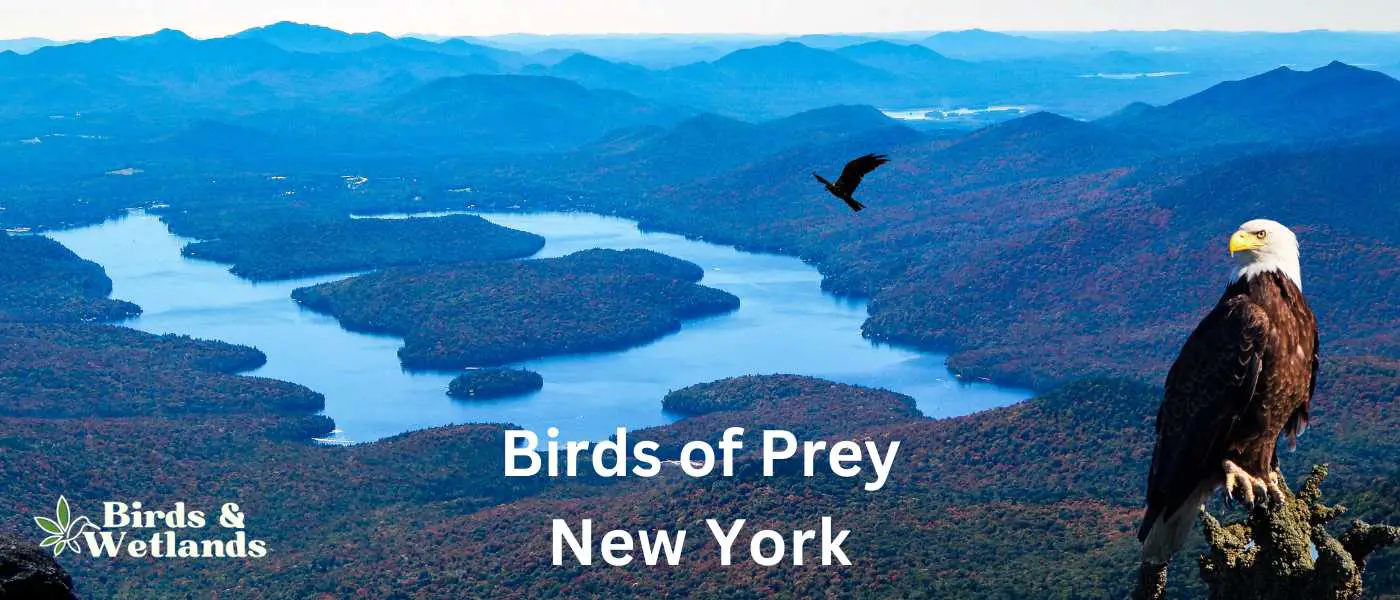 Birds of Prey in New York BW