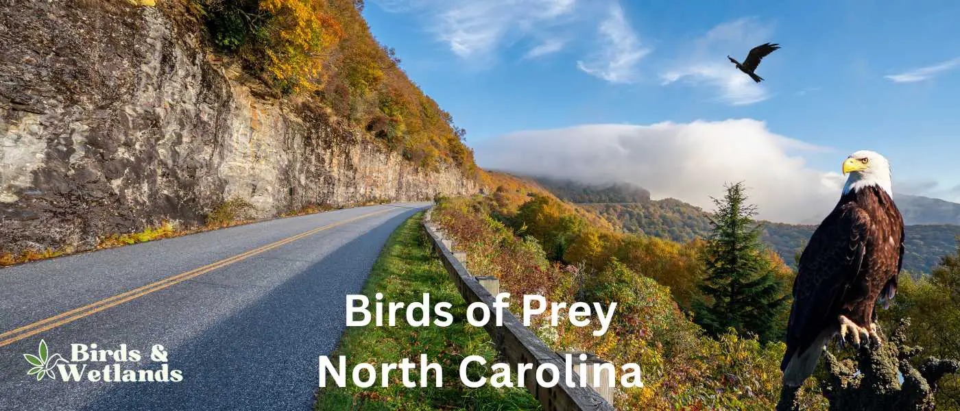 Birds of Prey in North Carolina