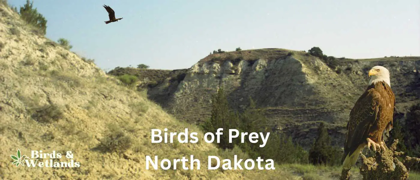 Birds of Prey in North Dakota
