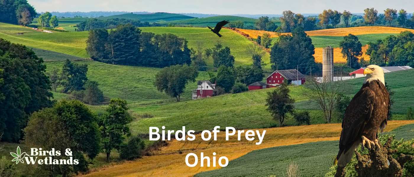Birds of Prey in North Ohio BW (1)