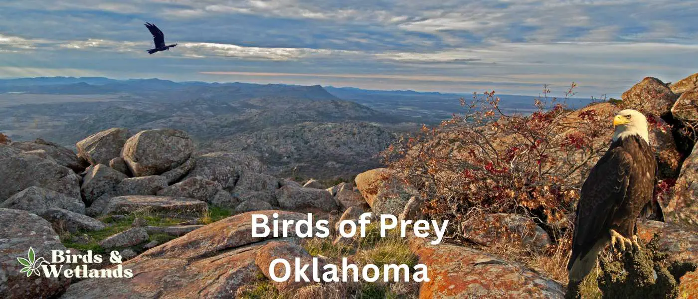Birds of Prey In Oklahoma
