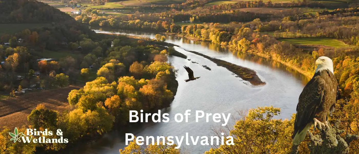 Birds of Prey in Pennsylvania