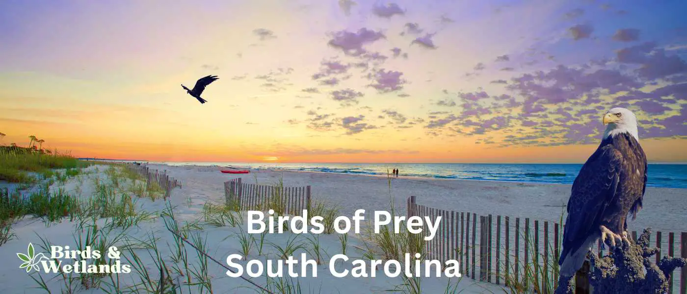 Birds of Prey in South Carolina
