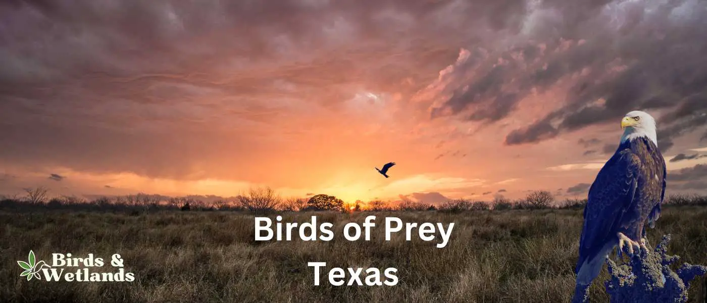 Birds of Prey in Texas