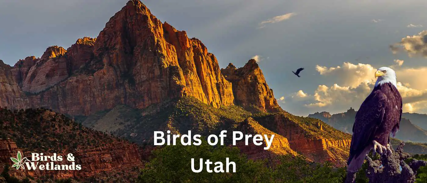 Birds of Prey in Utah