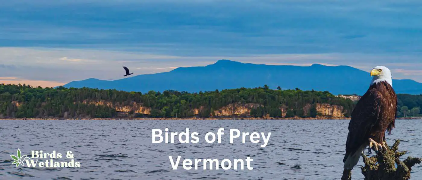 Birds of Prey in Vermont