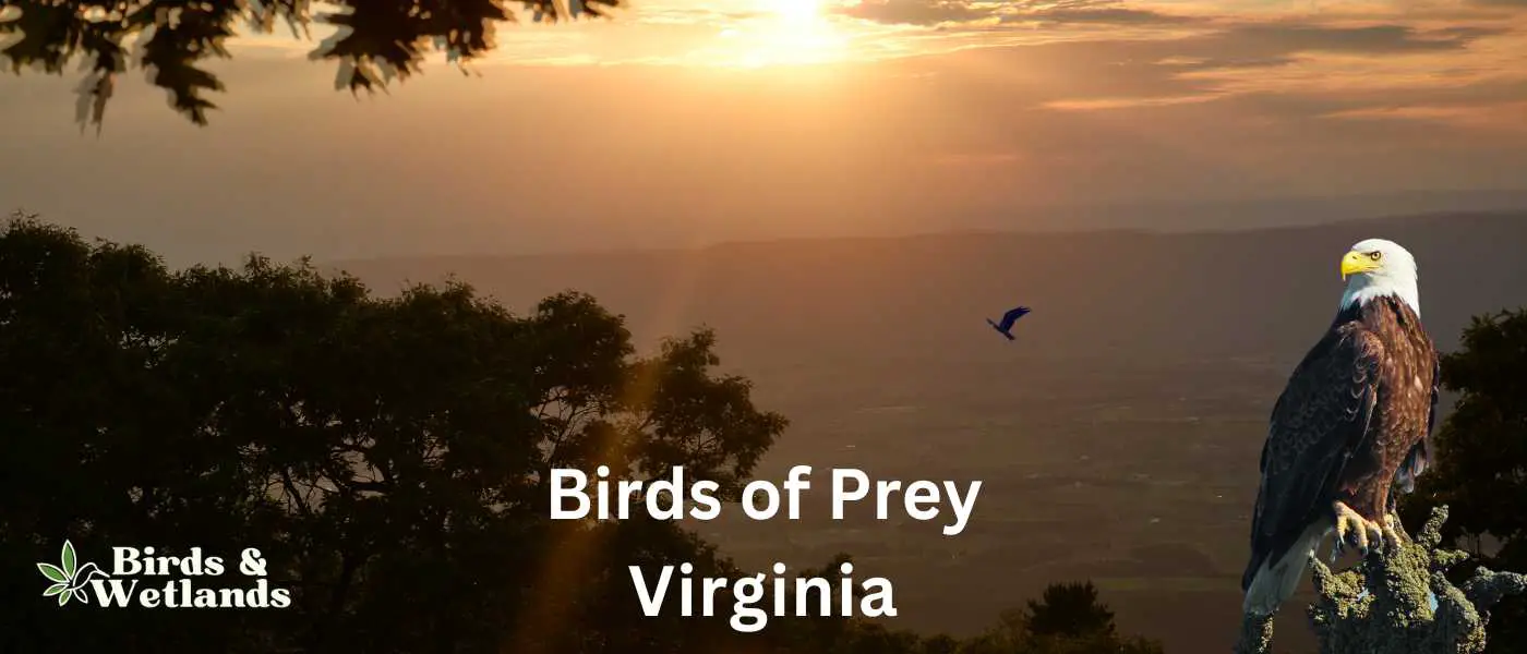 Birds of Prey in Virginia