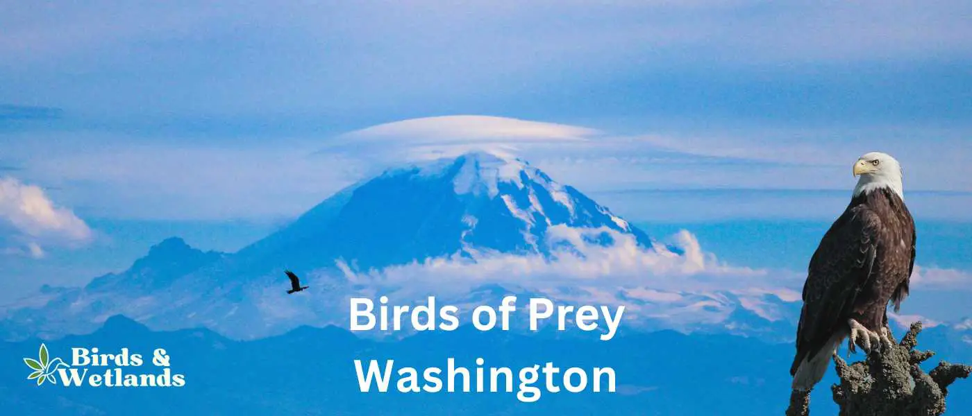 Birds of Prey In Washington