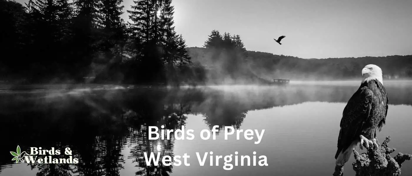 Birds of Prey in West Virginia