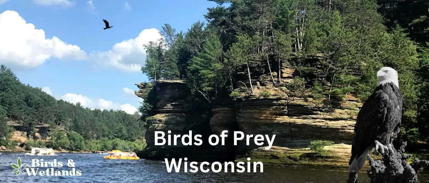 Birds of Prey in Wisconsin
