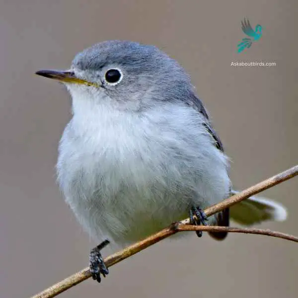 Types of Blue Birds: (Top 20 Species) - Birds & Wetlands