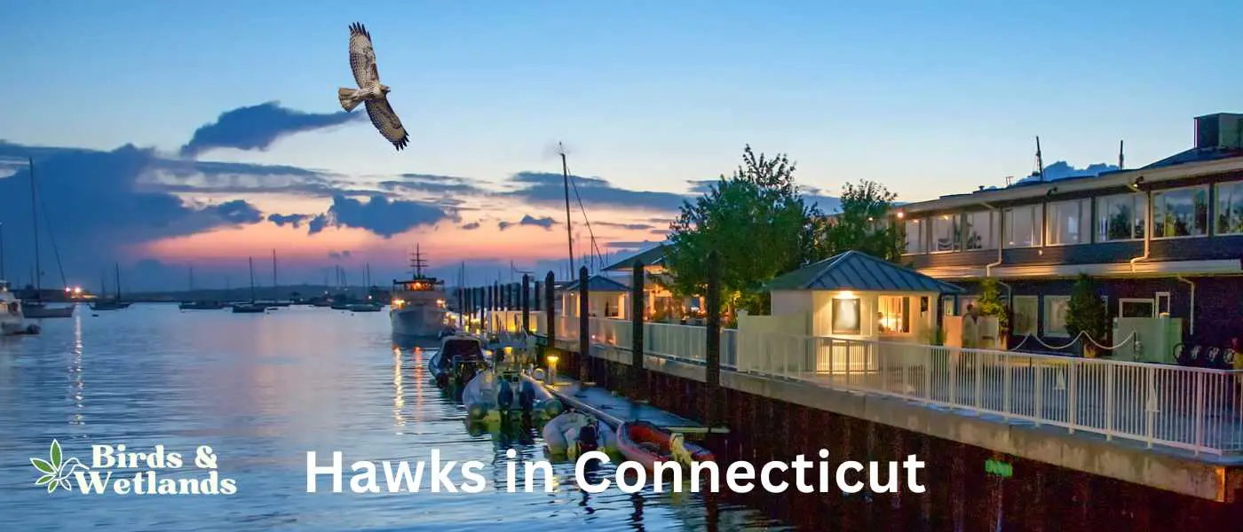Hawks in Connecticut