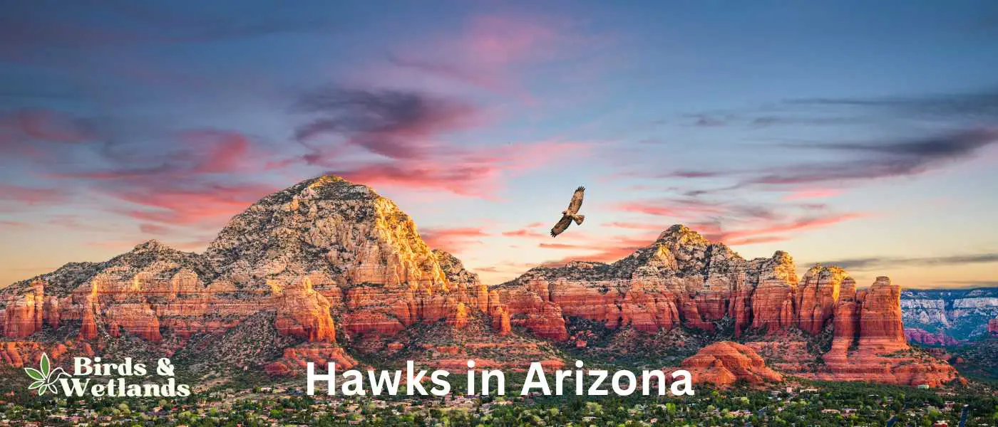 Hawks Arizona