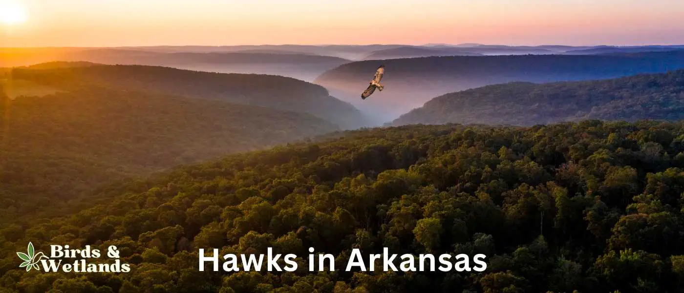 Hawks in Arkansas (1)