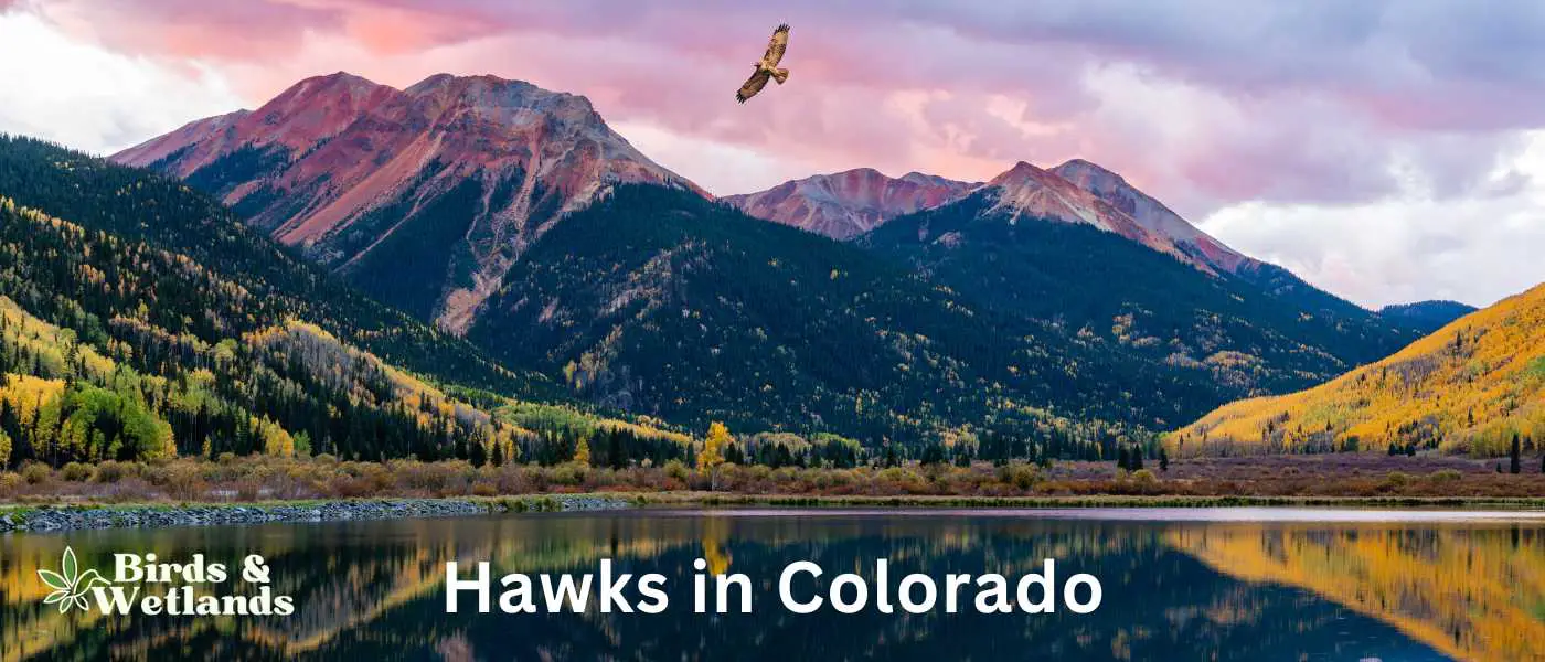 Hawks in Colorado