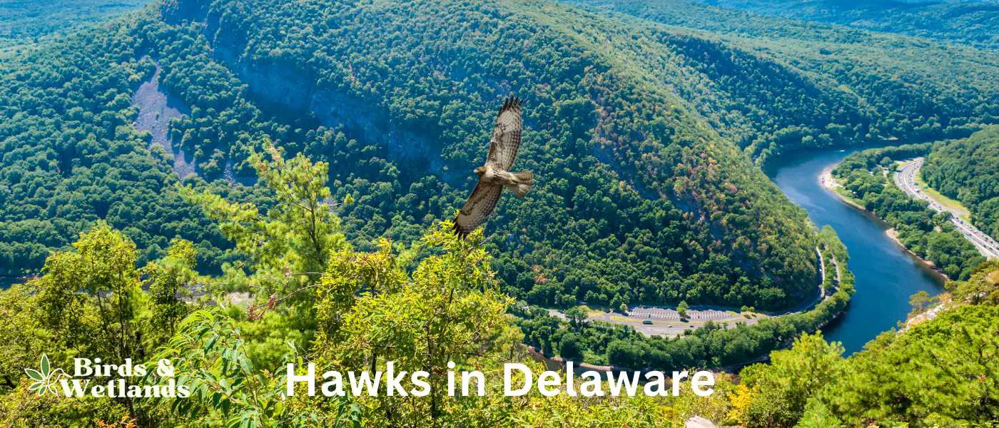 Hawks in Delaware