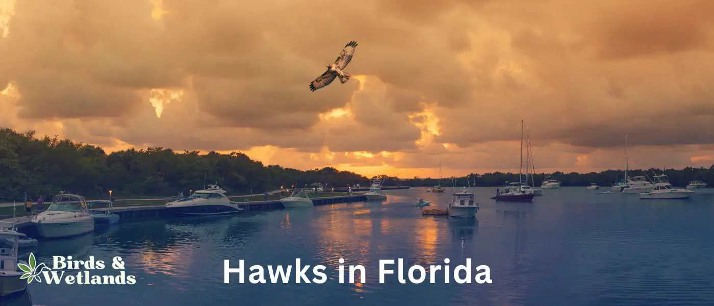 Cape Florida State Park Hawks in Florida
