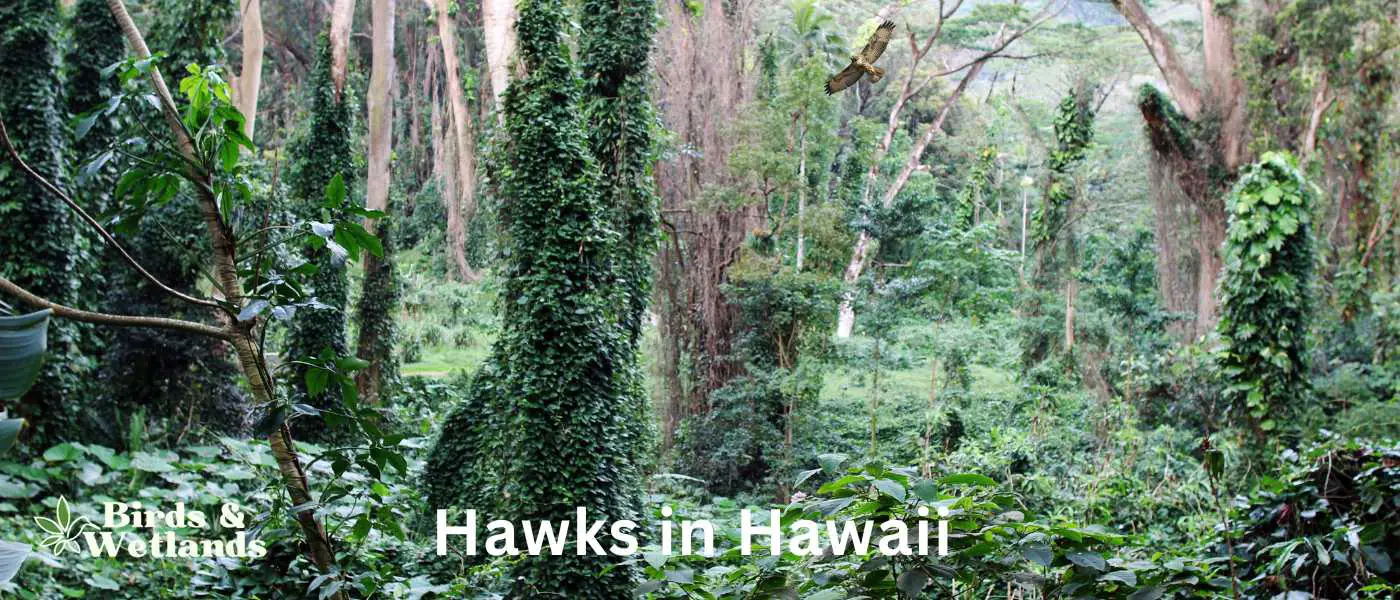 Hawks in Hawaii