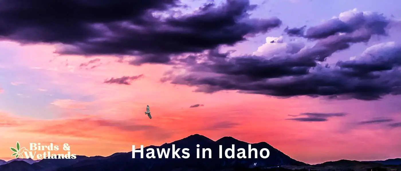 Hawks in Idaho