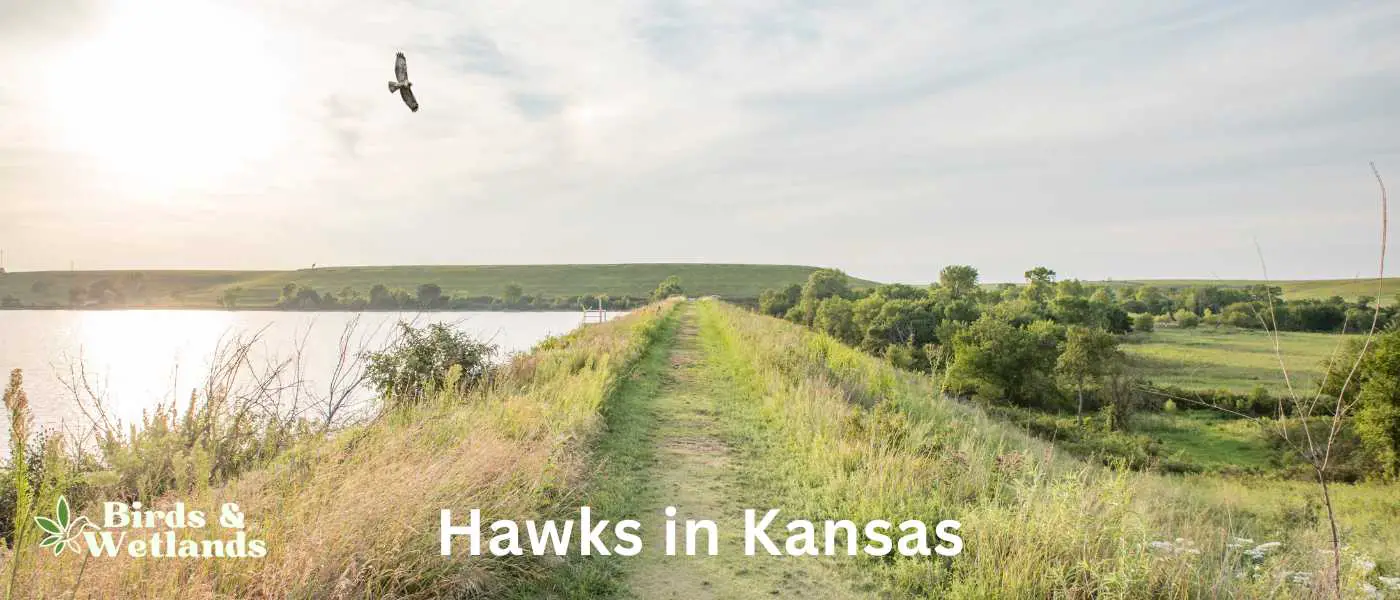 Hawks in Kansas
