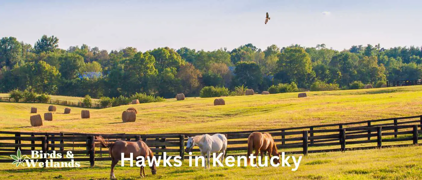 Hawks in Kentucky