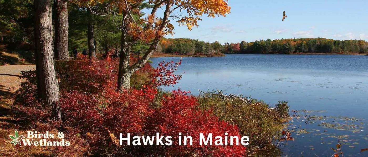 Hawks in Maine