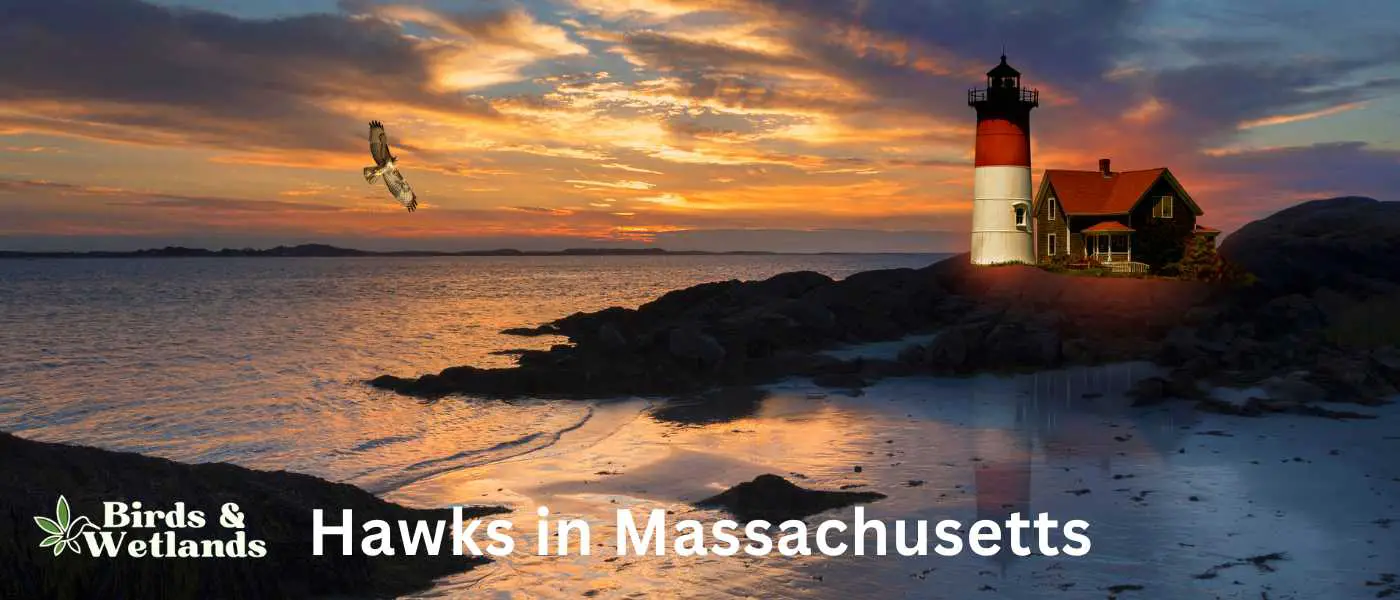 Hawks in Massachusetts