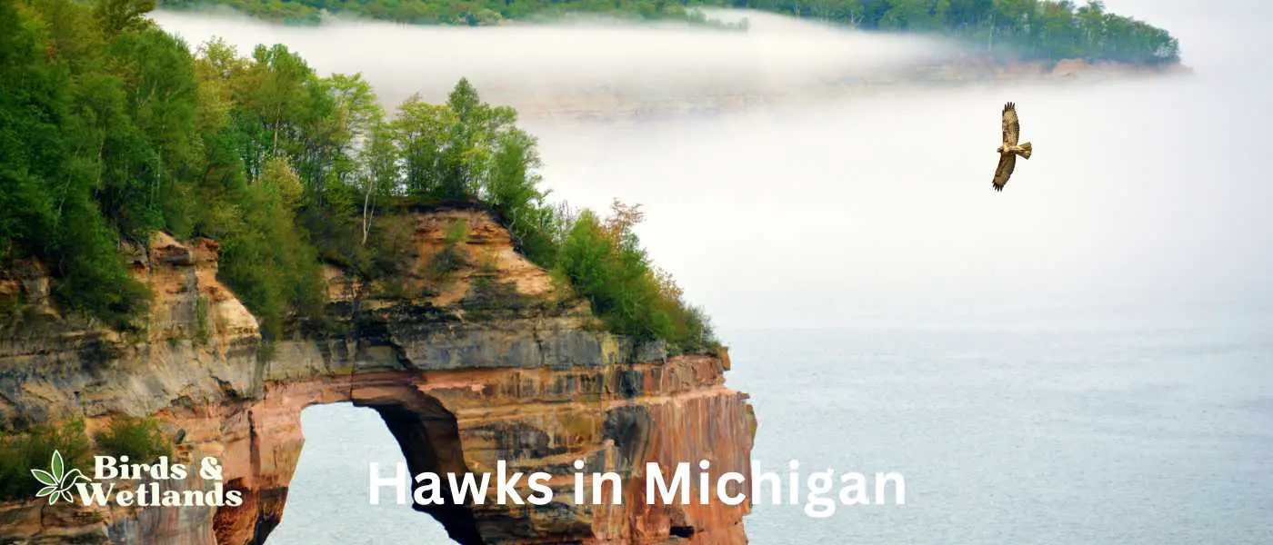 hawks in Michigan
