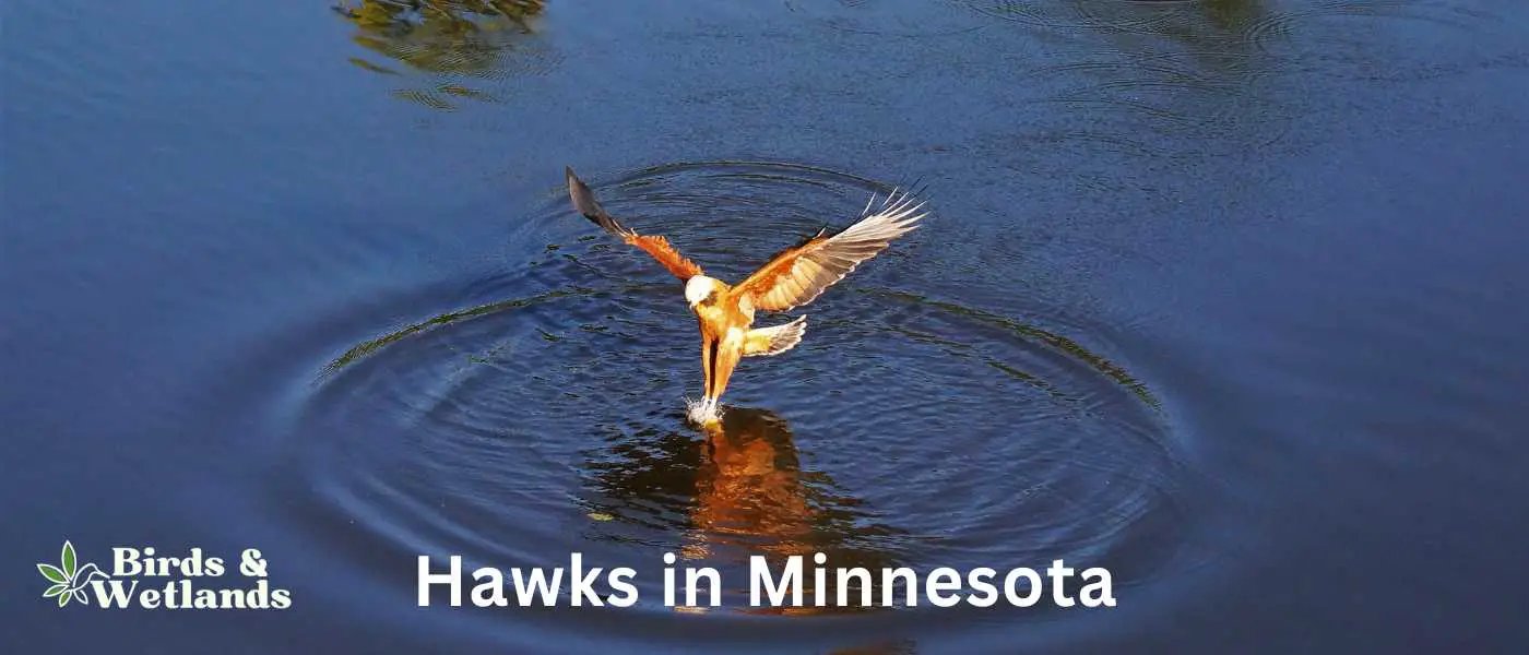 Hawks in Minnesota