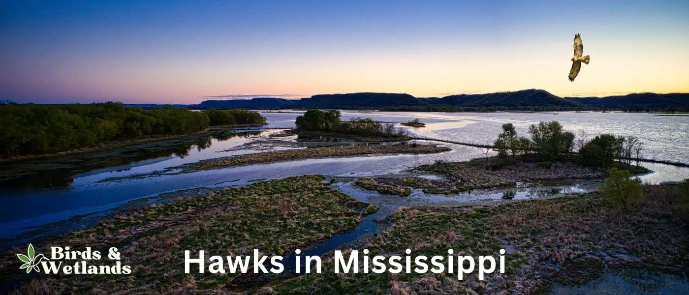 Hawks in Mississippi