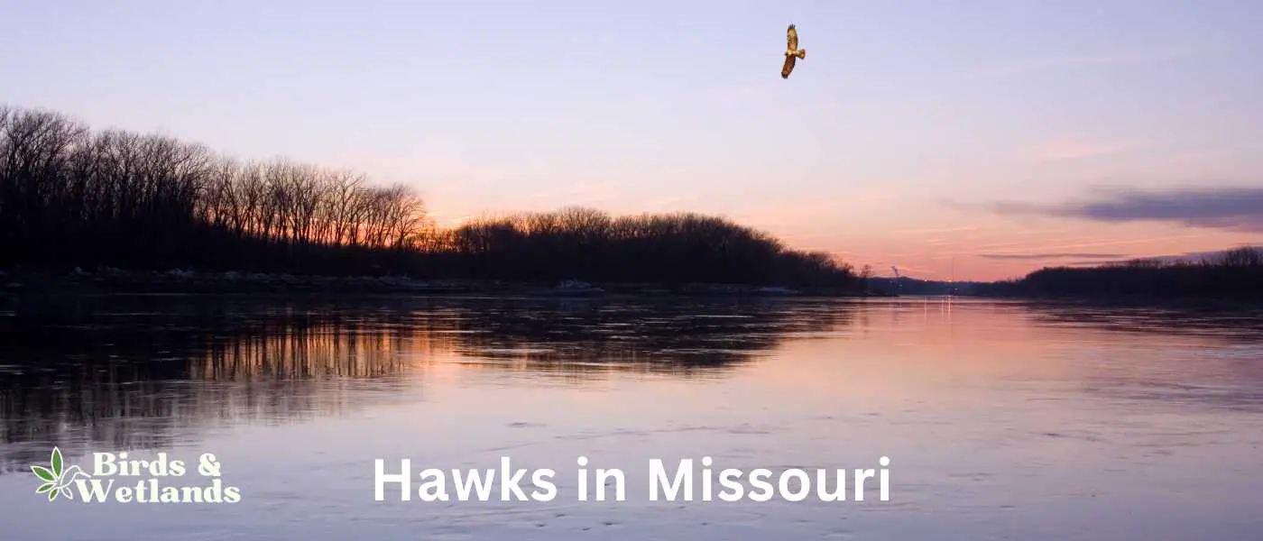 Hawks in Missouri