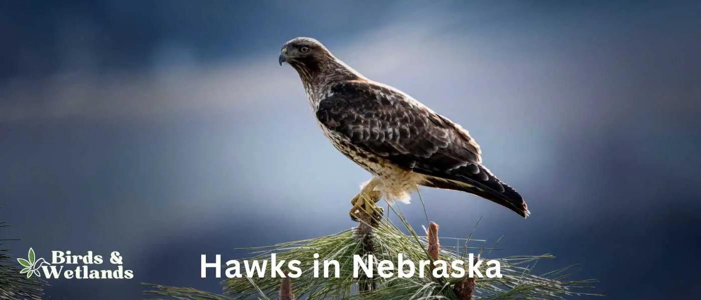 Hawks in Nebraska