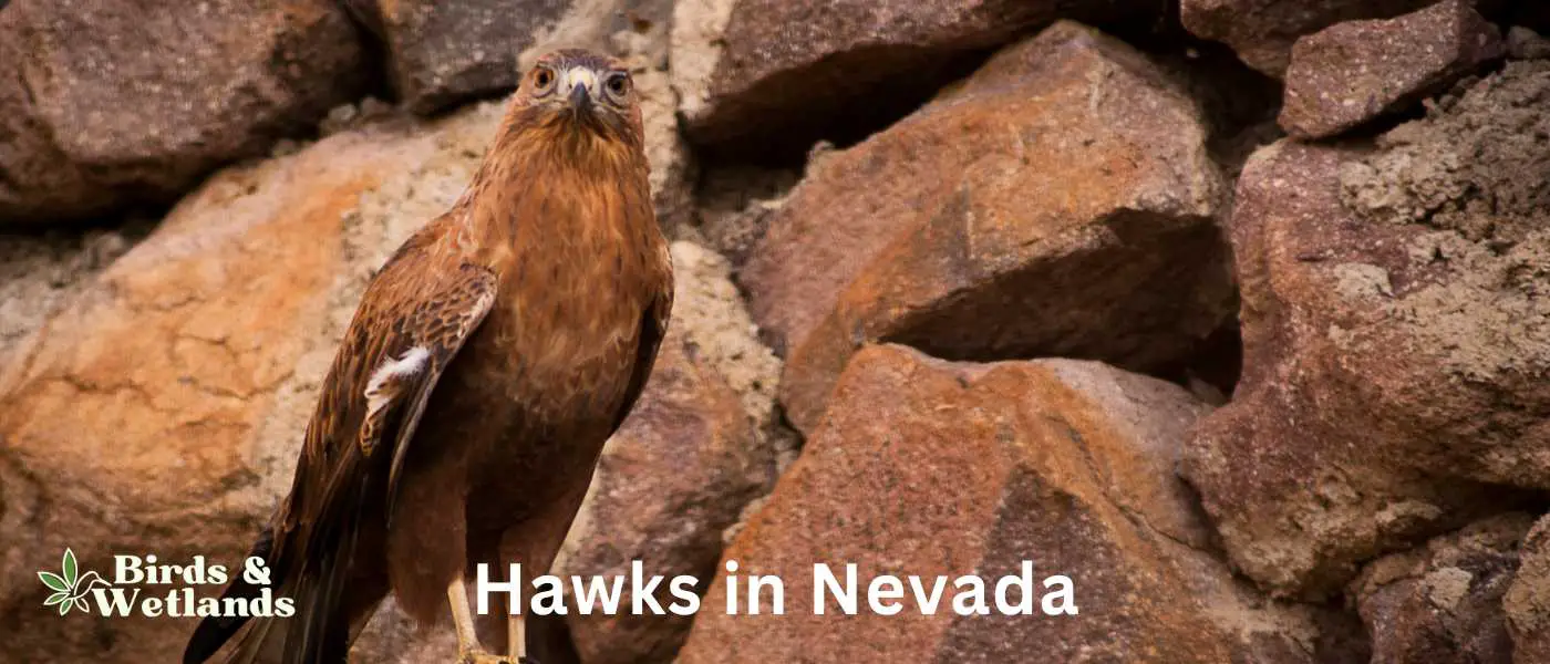 Hawks in Nevada