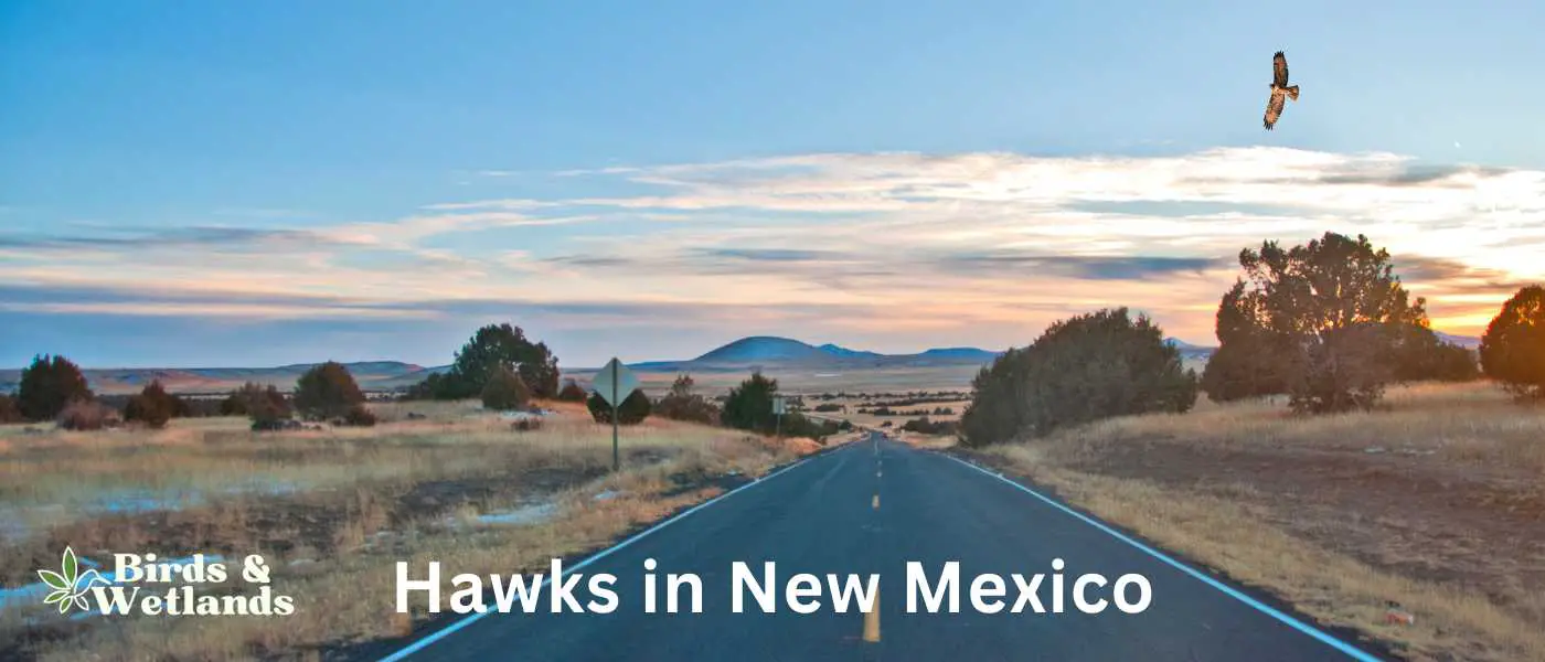 Hawks in New Mexico