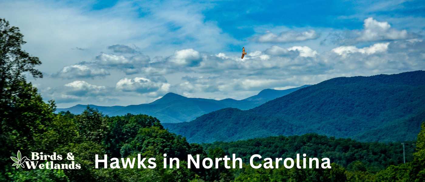 Hawks in North Carolina