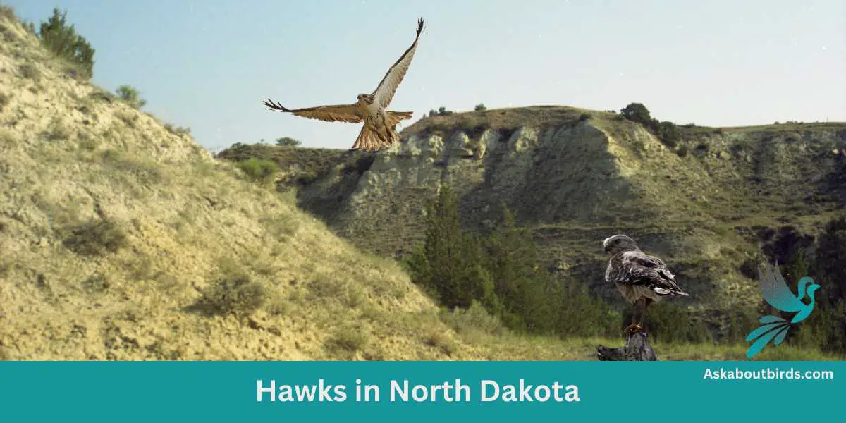 Hawks in North Dakota