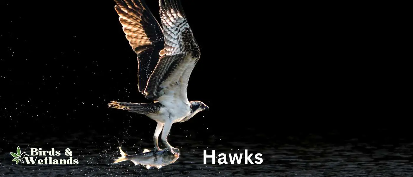 Hawks in Northern America