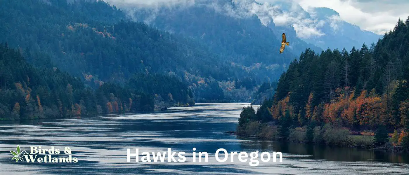 Hawks in Oregon