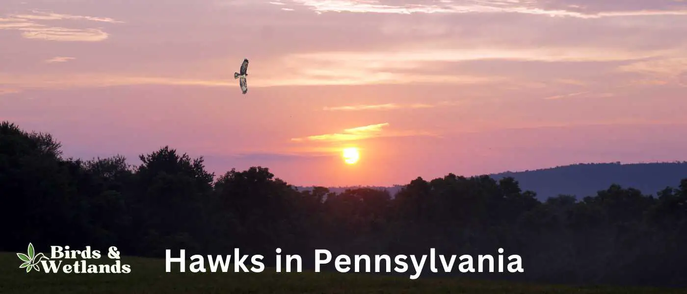 Hawks in Pennsylvania
